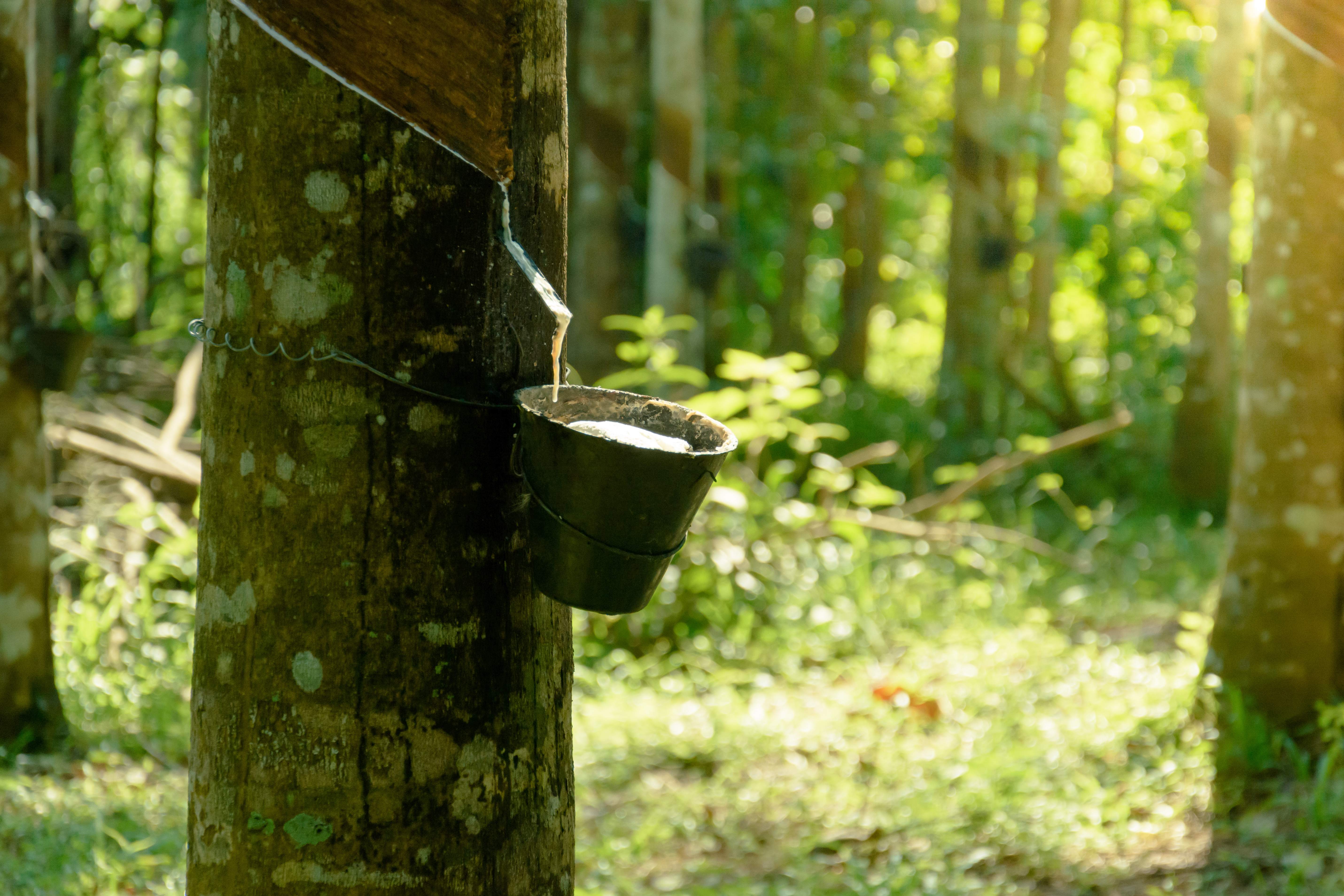 hevea | caucho y elastómeros