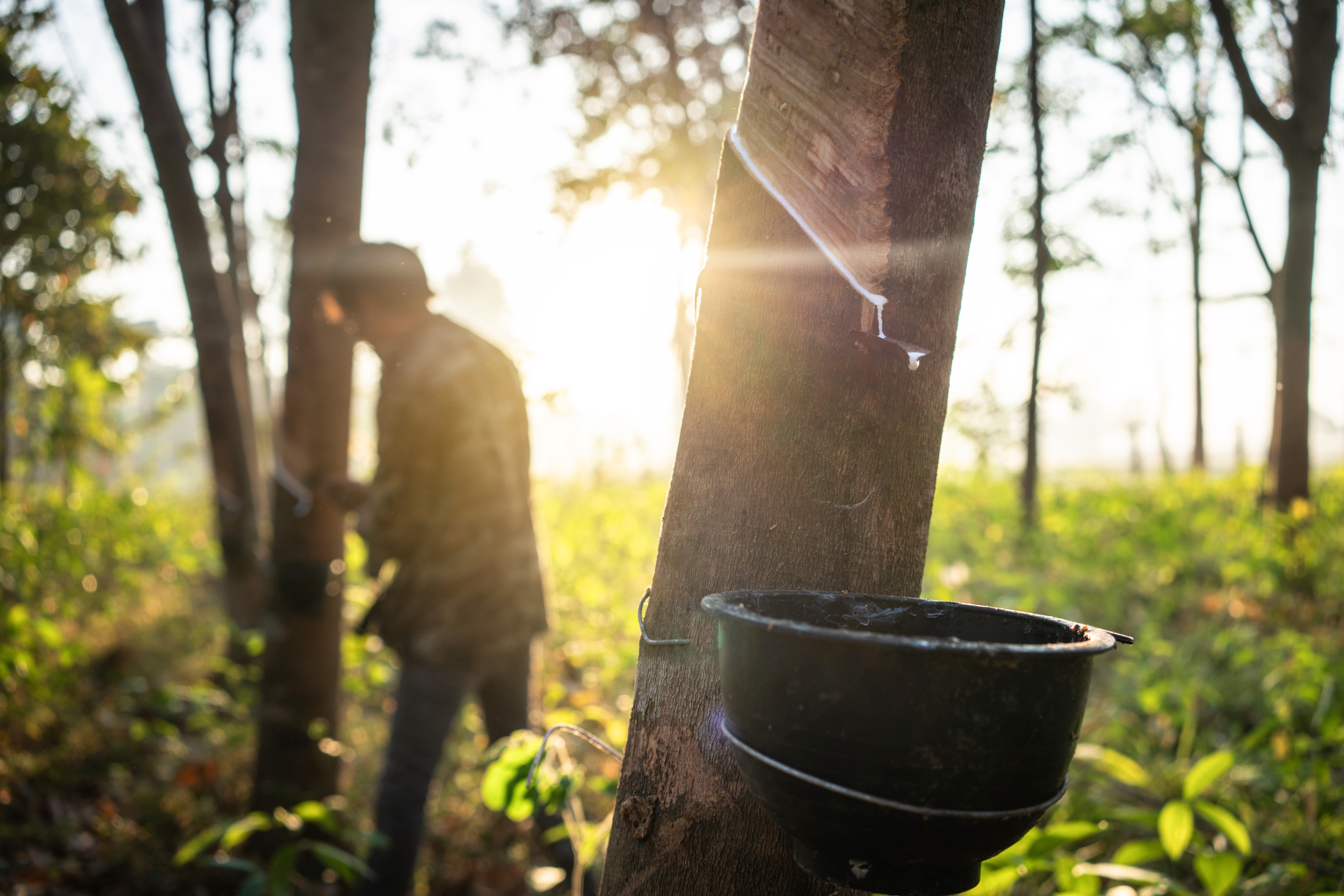producción de caucho natural | NR